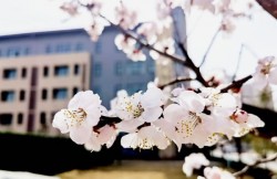 【图集】镜头下的郑州校园春光与雪景