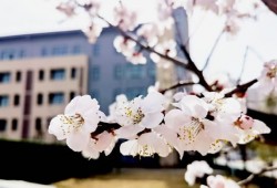 【图集】镜头下的郑州校园春光与雪景