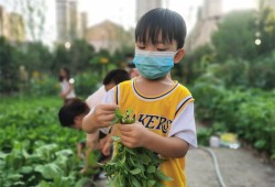 积极推进劳动教育 郑州经开区实验幼儿园开展蔬菜采摘售卖实践活动