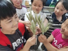 小满小满 努力灌浆 充实自己   郑州经济技术开发区外国语小学教育集团锦龙校区小满节气主题活动