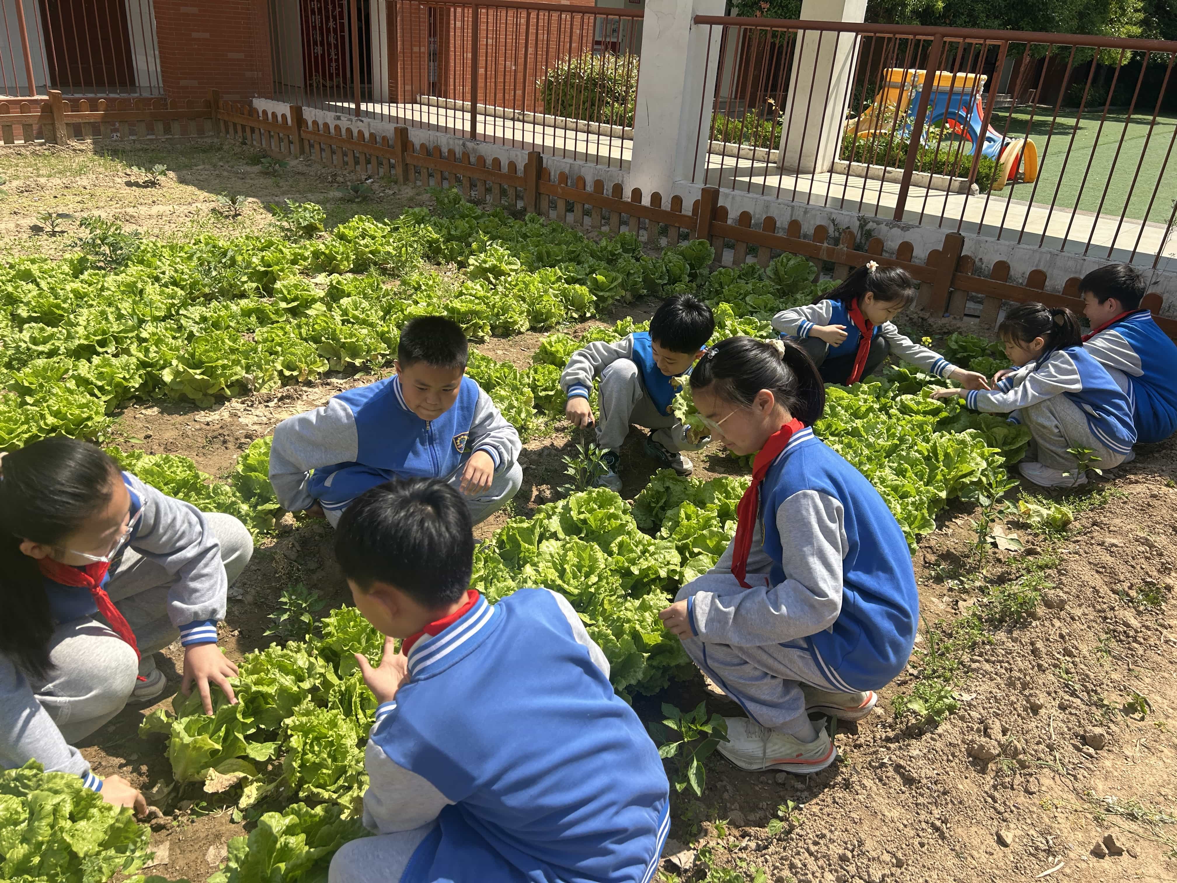 乐享劳动，践行美好  郑州经开区实验小学教育集团总校区开展五一劳动节主题实践活动